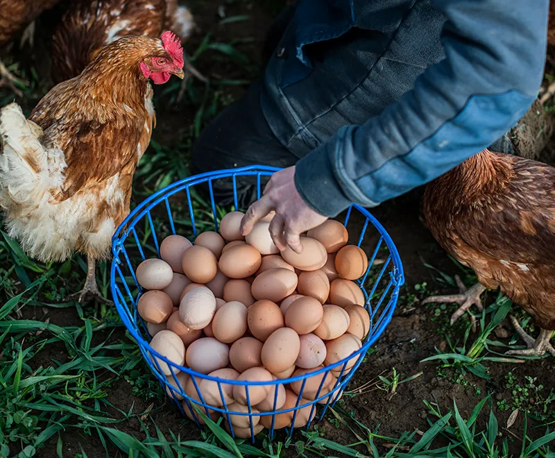 Carversville Farm Foundation